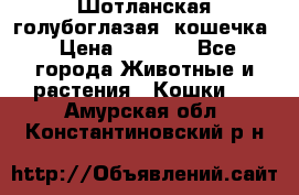 Шотланская голубоглазая  кошечка › Цена ­ 5 000 - Все города Животные и растения » Кошки   . Амурская обл.,Константиновский р-н